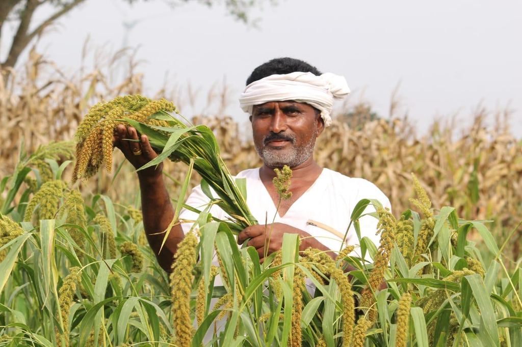 Millet Cultivation Gains Attention as Bagalkot Farmers Look for Climate-Resilient Crops ag3