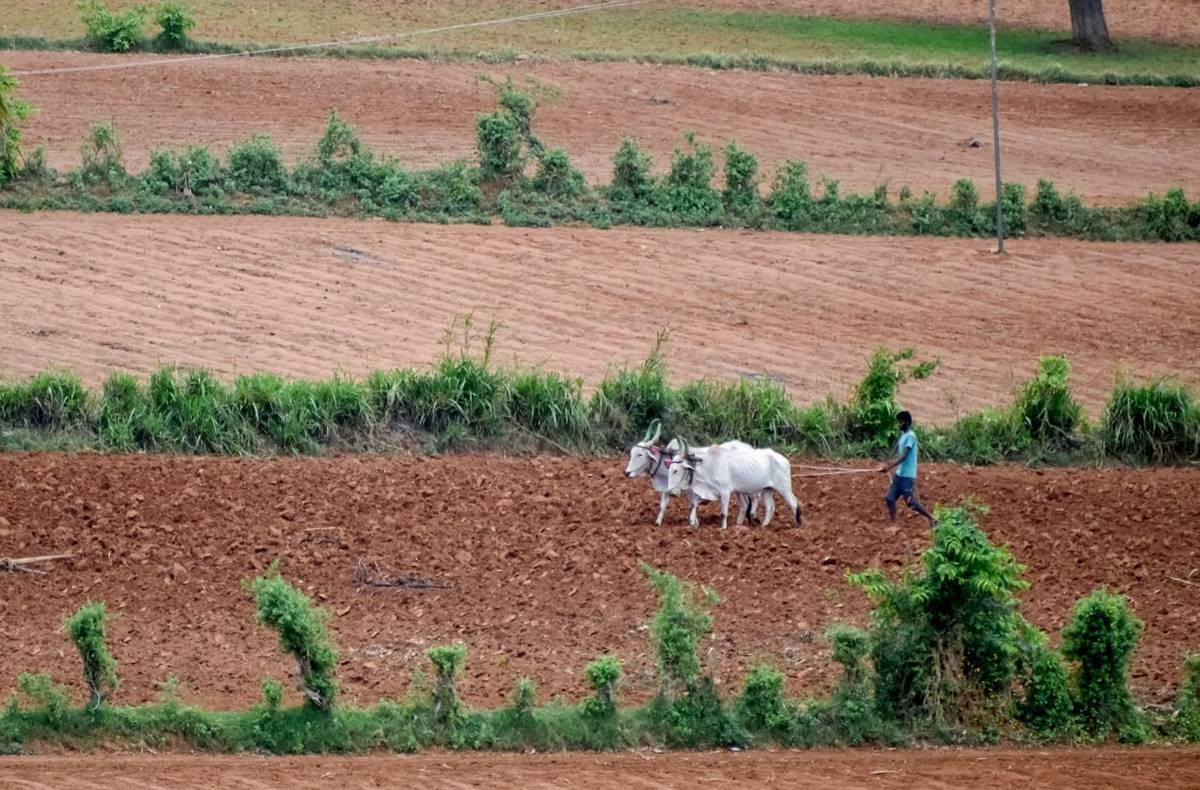 Rain Deficit Raises Fresh Crop Concerns Across Bagalkot District